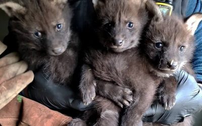 Naissance de trois loups à crinière