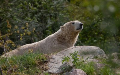 Réouverture du Parc Zoo du Reynou