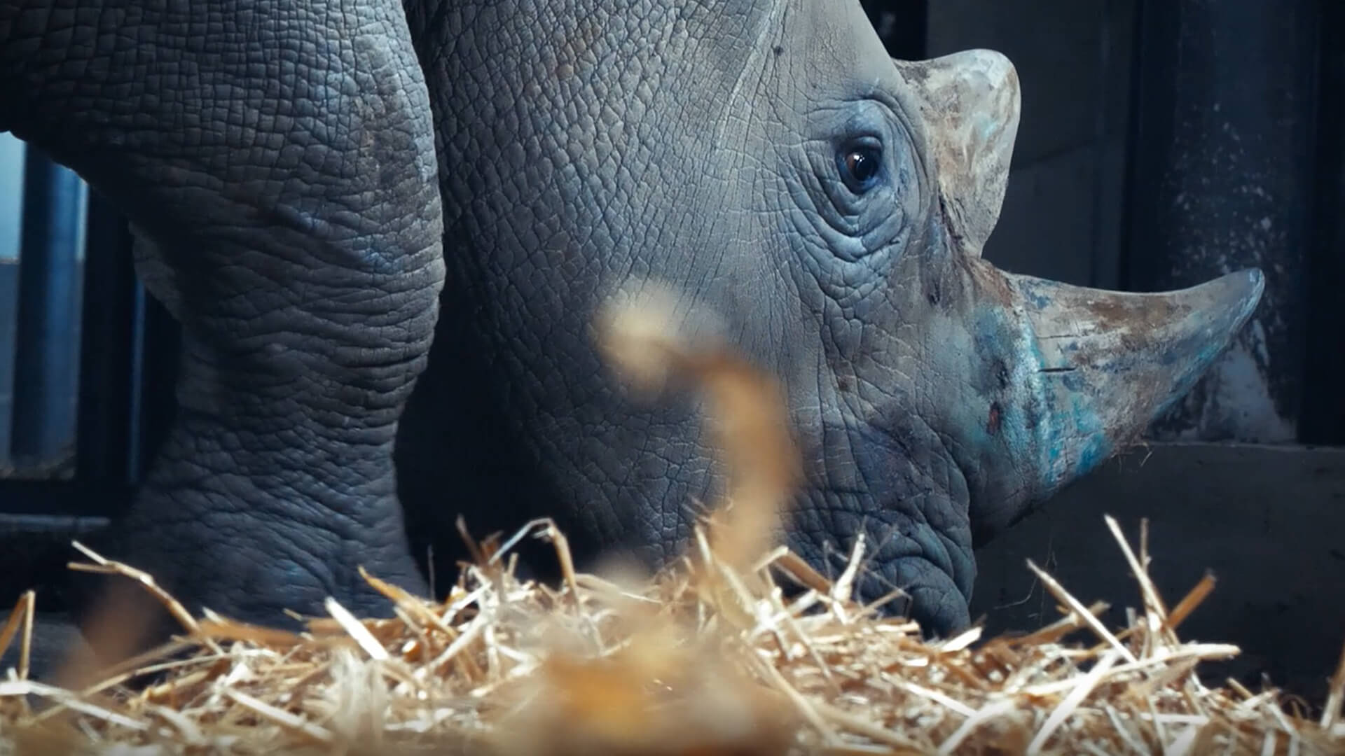 rhinoceros-blanc-parc-reynou Arrivée des rhinocéros blancs au Reynou