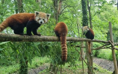 Journée internationale du panda roux : rendez-vous au Parc Zoo du Reynou le 21 septembre 2025